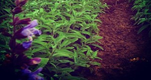 Asya Adaçayı ile Kırmızı Adaçayı Aynı mı? Tür, Etki ve Kullanım Farkları