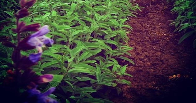 Asya Adaçayı ile Kırmızı Adaçayı Aynı mı? Tür, Etki ve Kullanım Farkları